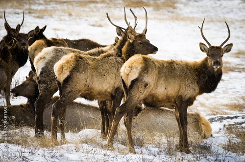 Elk in Rocky Mountain National Park
