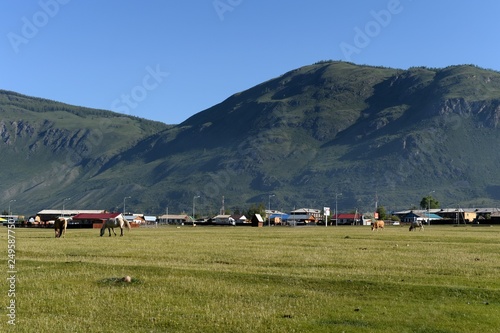  Pets graze on the outskirts of the village of Aktash in the Republic of Altai