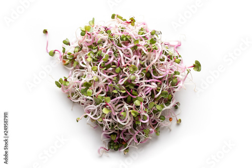 Pink radish sprouts on a white background, top view