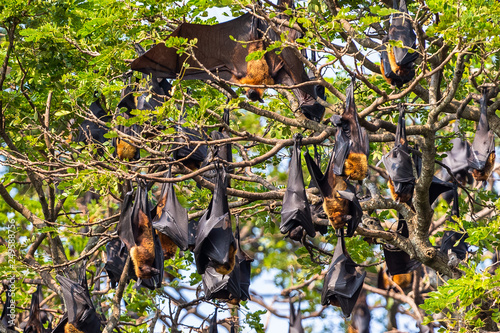 Fruit bat trees (Flying fox). Tissamaharama, Sri Lanka.