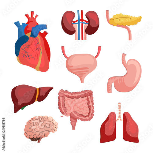 Internal organs set