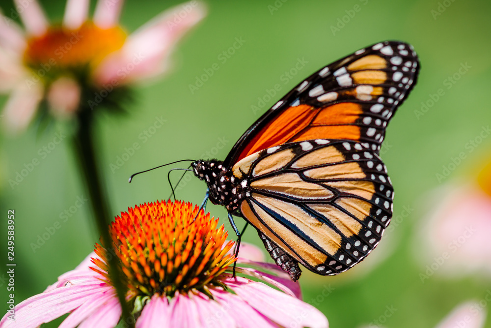Monarch Butterfly on Coneflower Monarch Butterfly on Coneflower