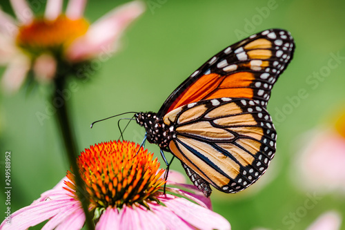 Monarch Butterfly on Coneflower