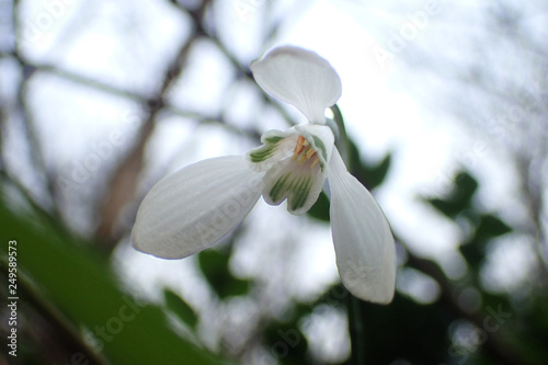 Blooming snowdrops in the forest