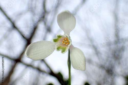 Blooming snowdrops in the forest