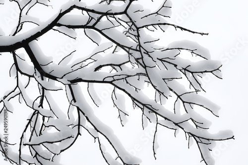 branches under a layer of snow