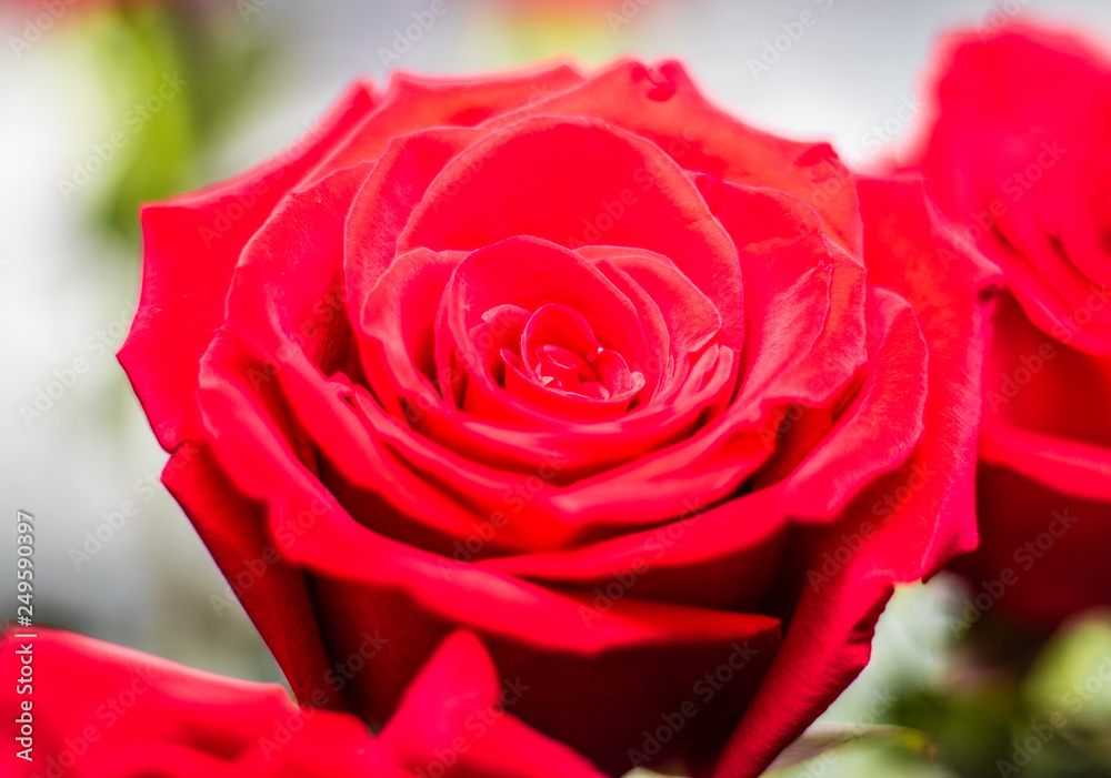 Red Rose Flower