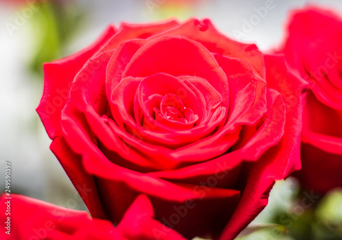 Obraz na płótnie Red Rose Flower w salonie