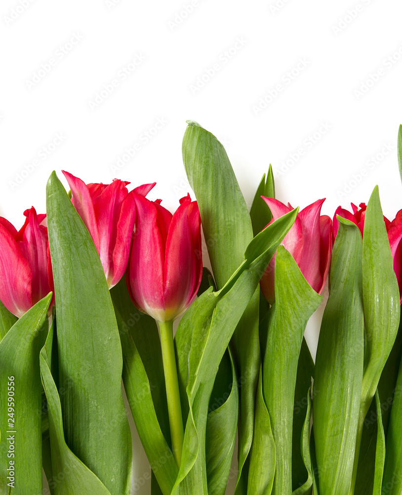 Fototapeta premium pink tulip isolated