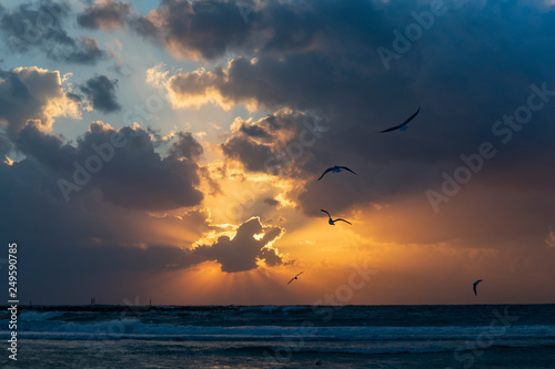 Seagulls in the Sunset © Moshe Einhorn