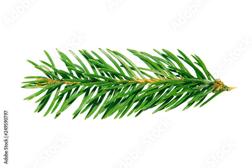 A branch from a spruce forest
