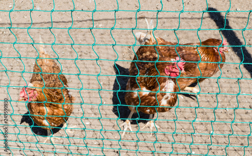 Hühner Hennen Freilandhaltung Freilandhühner