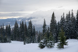 Winter landscape with snow covered firs. Snow covered Christmas trees. Christmas trees in the snow beautiful background.