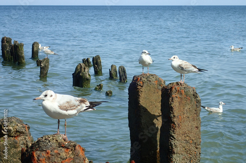 Seagulls on the sea