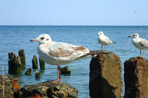Seagulls on the sea