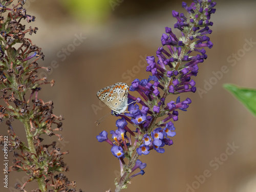 Polyommatus icarus - L'azuré commun appelé aussi argus bleu, répandu en Europe. Un petit papillon bleu des prairies,  au dessus des ailes pour les mâles et brun pour les femelles. photo