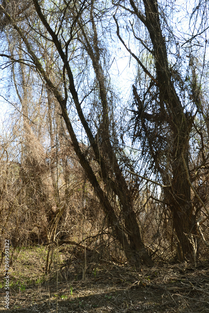 Meadow vegetation is specific at the beginning of the spring on the Danube's arms Meadow vegetation is specific at the beginning of the spring on the Danube's arms