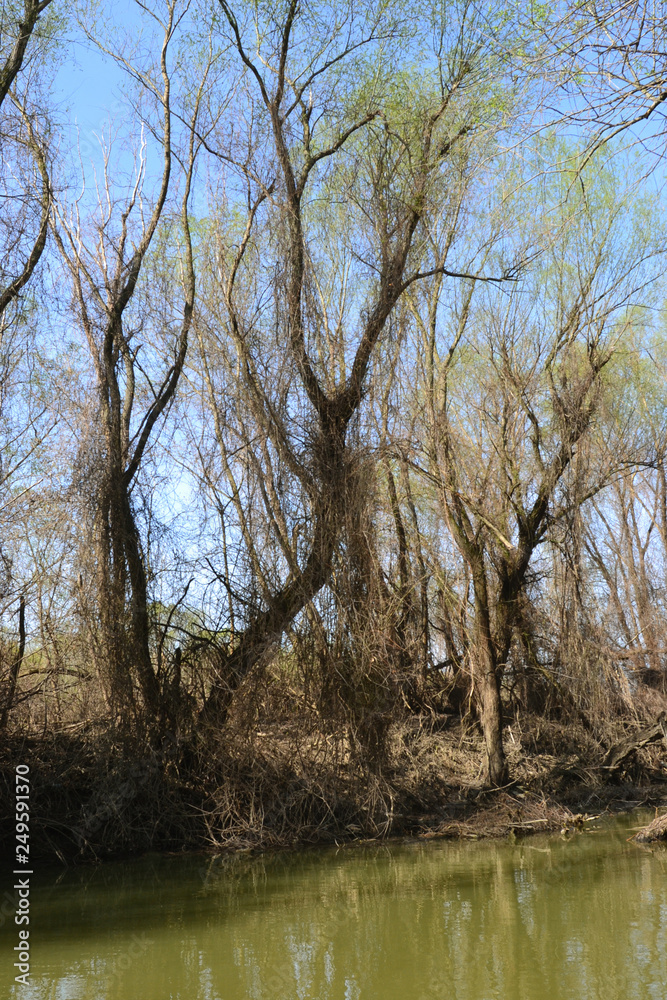 Forests and natural shrubs in the Danube Floodplain Forests and natural shrubs in the Danube Floodplain