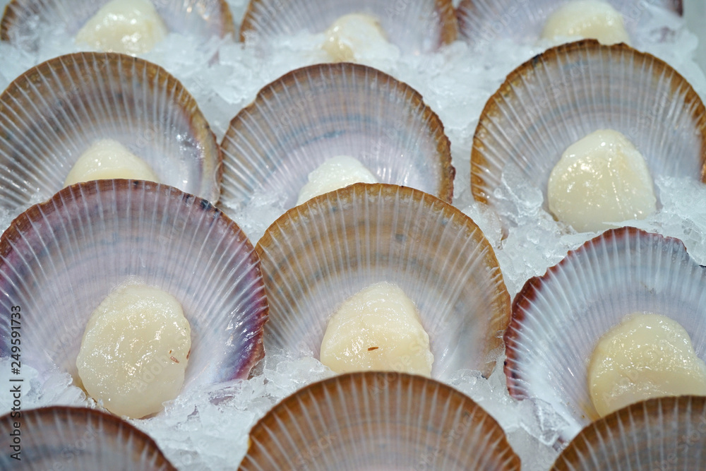 Fresh saucer scallop in the shell for sale at a fish market in Sydney, Australia Fresh saucer scallop in the shell for sale at a fish market in Sydney, Australia