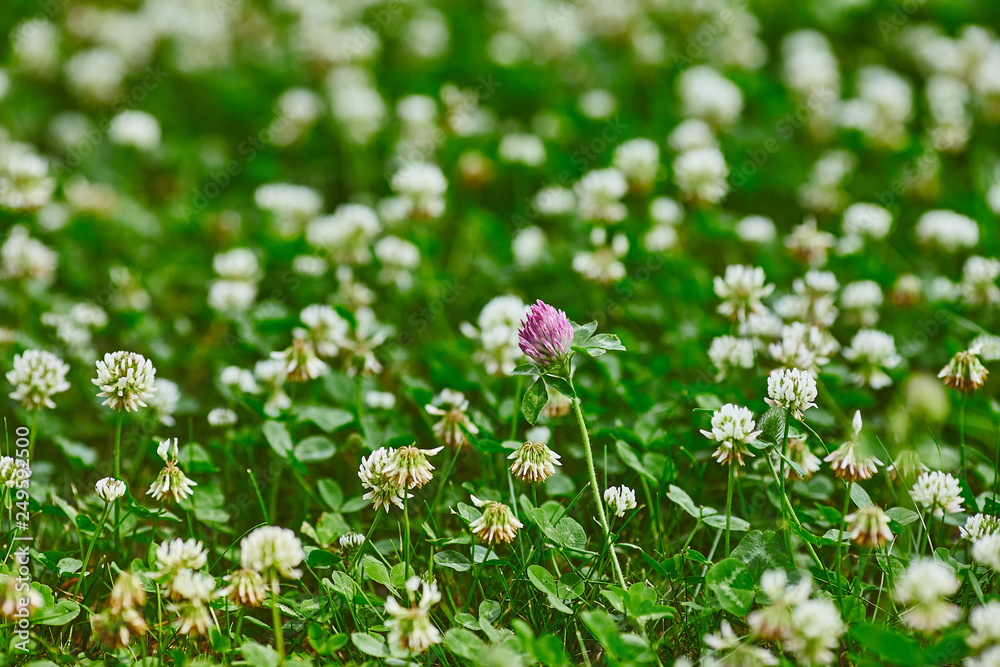 White and pink clover meadow field