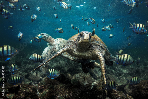 Green sea turtle and sergeant major fish, Galapagos Islands