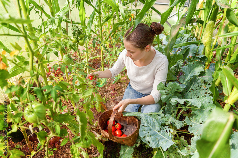 Fototapeta premium Gardening and agriculture concept. Young woman farm worker with basket picking fresh ripe organic tomatoes. Greenhouse produce. Vegetable food production. Tomato growing in greenhouse