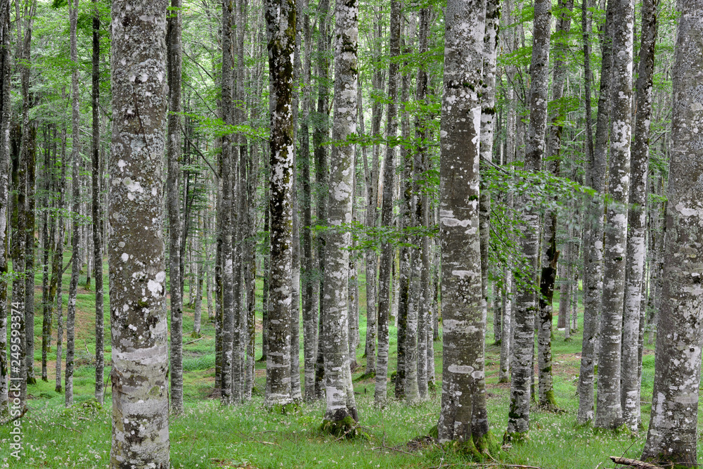 Naklejka premium spring in the forest