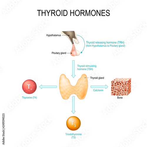 thyroid hormones. Human endocrine system.