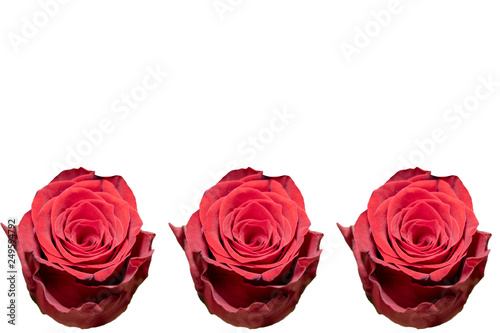 Isolated Beautiful Red Rose on White Background. Copy Space