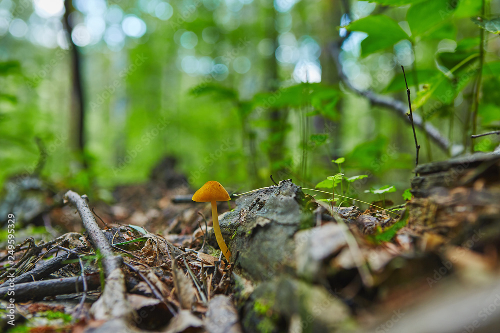 Beautiful orange not edible mushrooms grows in forest Beautiful orange not edible mushrooms grows in forest