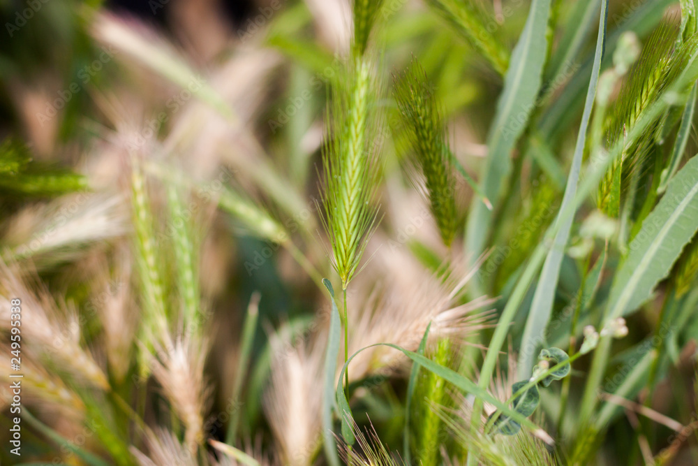Summer grass in daylight, beautiful background. Summer grass in daylight, beautiful background.