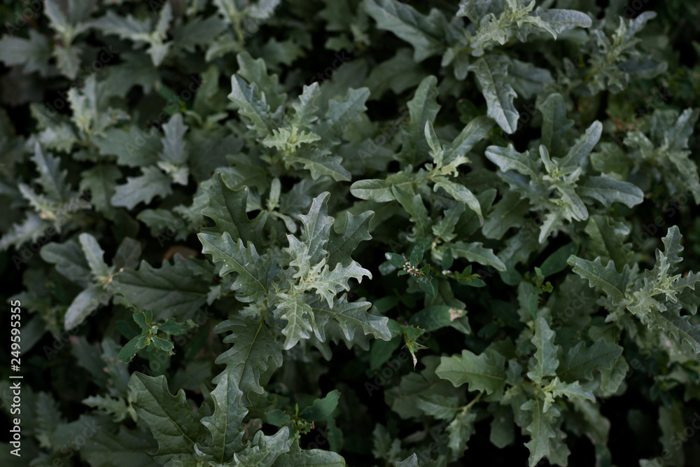 Summer nettle grass in daylight. Summer nettle grass in daylight.