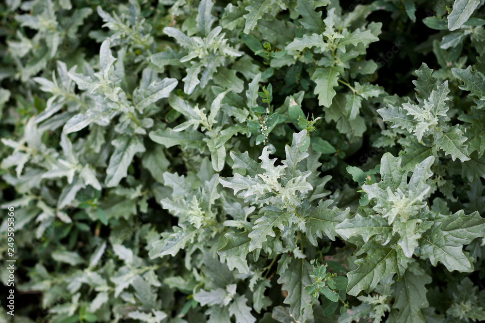 Summer nettle grass in daylight. Summer nettle grass in daylight.