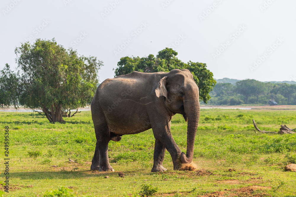 Fototapeta premium Asian elephant. Yala National Park. Sri Lanka.
