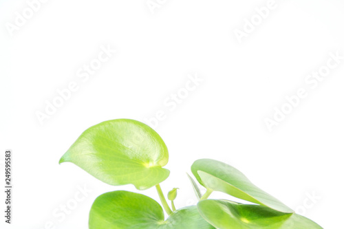 Green plants with round leaves on white background