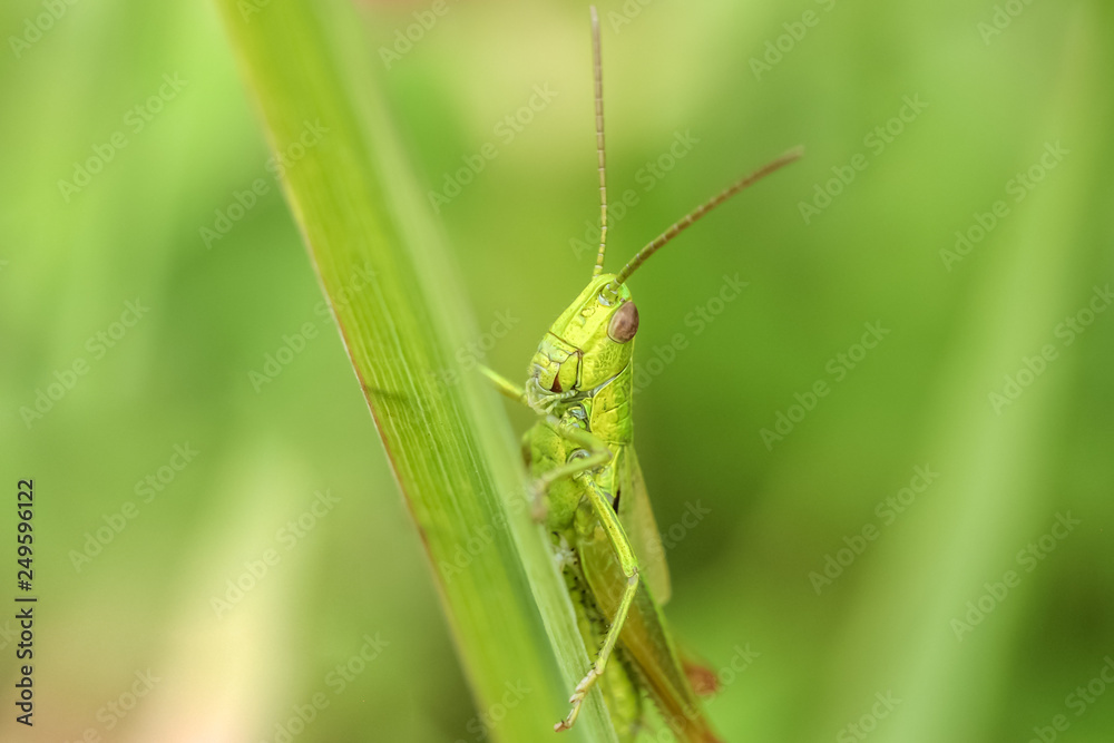 Macro photo of grasshopper close-up sitting on the grass on a blurred background of a summer landscape with green grass and in the sun Macro photo of grasshopper close-up sitting on the grass on a blurred background of a summer landscape with green grass and in the sun