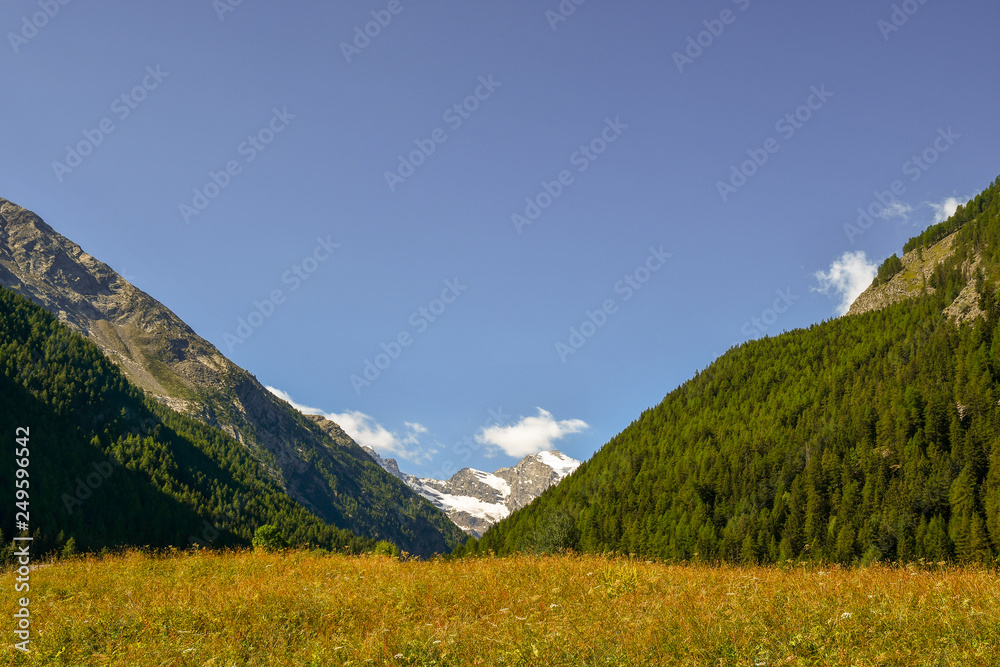 Scenic mountain view with green pine forests and snow covered peaks in the background, Cogne, Aosta Valley, Alps, Italy