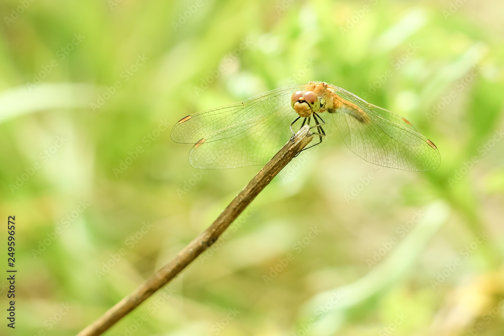 Close-up of a dragonfly sitting on the grass on a blurred background of a summer landscape with green grass and in the sun Close-up of a dragonfly sitting on the grass on a blurred background of a summer landscape with green grass and in the sun