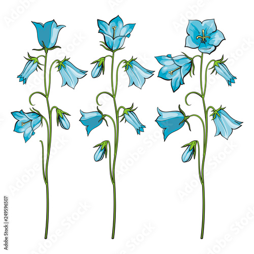 Vector flat bell flower stems with blossoms set