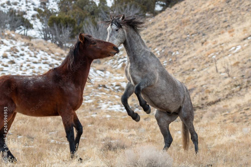 Wild Horses in the Utah Desert in Winter Wild Horses in the Utah Desert in Winter