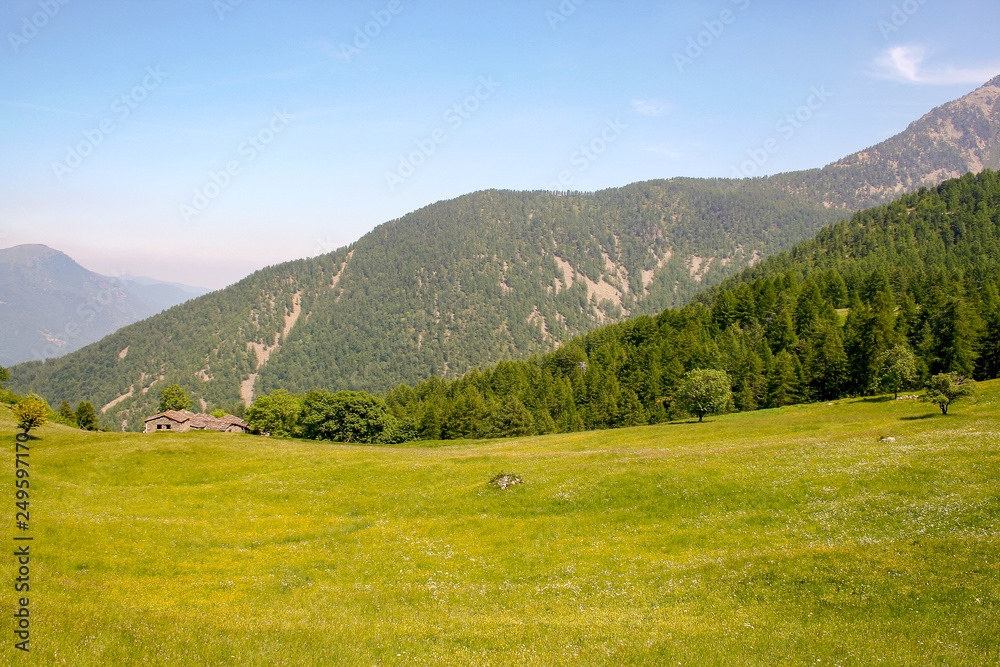 Scenic view of a wild meadow and mountain range covered with pine forest in springtime, Sampeyre, Piedmont, Alps, Italy