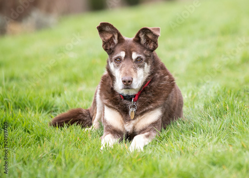 Old brown and white collie dog laid down on grass looking at the camera