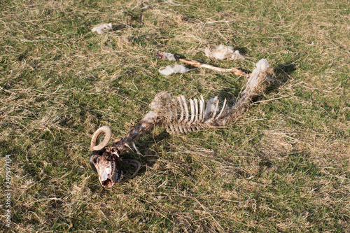 Remains of a sheep carcass in a field