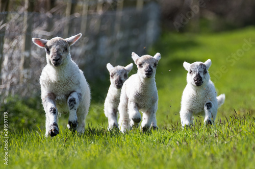Several lambs race towards the camera in their grass meadow field