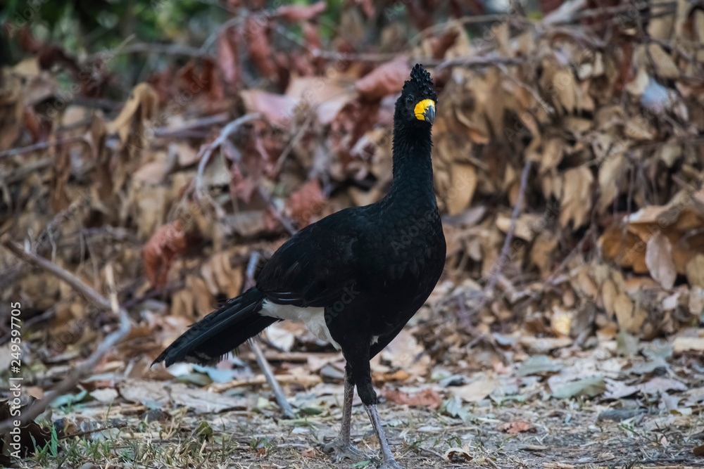Bare faced Curassow, in a jungle environment, Pantanal Brazil