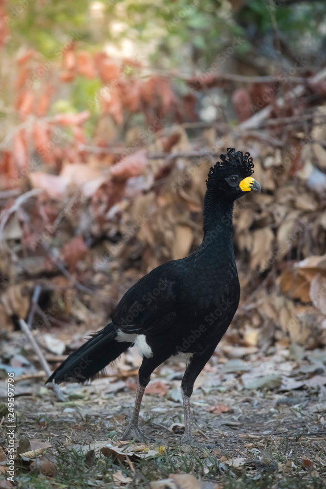 Bare faced Curassow, in a jungle environment, Pantanal Brazil Bare faced Curassow, in a jungle environment, Pantanal Brazil