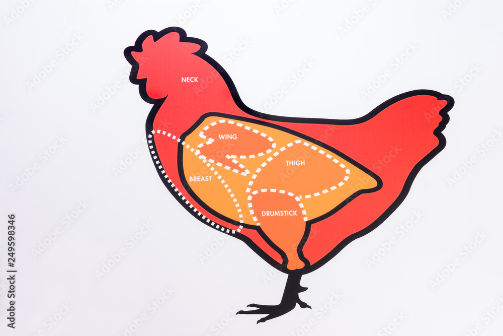Cut pork chicken beef cow, diagram for butcher. Poster for butcher shop. Guide for cutting.