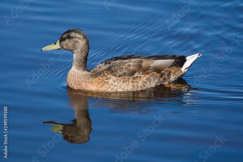 Mallard duck swimming in water