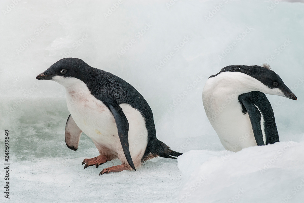 Obraz premium Adelie Penguin, juvenile on ice, Paulet island, Antarctica