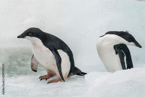 Adelie Penguin  juvenile on ice  Paulet island  Antarctica